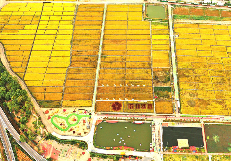 晋源区稻田公园沃野翻金浪