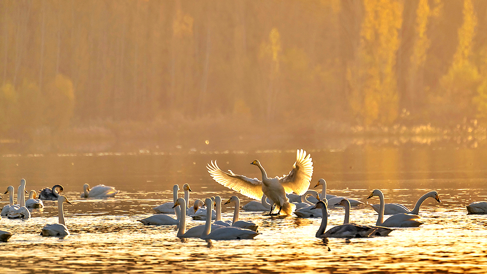 山西平陆：黄河湿地迎来越冬白天鹅