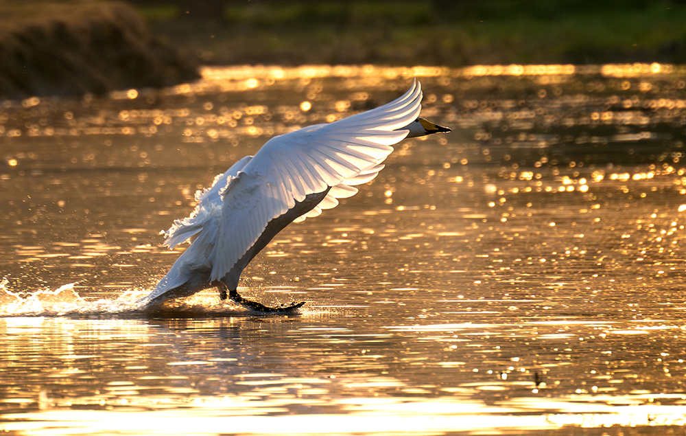 山西平陆：黄河湿地迎来越冬白天鹅