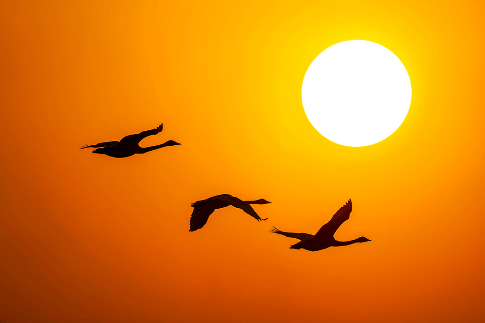 山西平陆：黄河湿地迎来越冬白天鹅