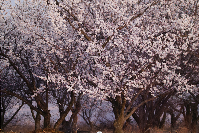 “又见梨花开·隰州等您来”隰县玉露香梨花节将盛情启幕