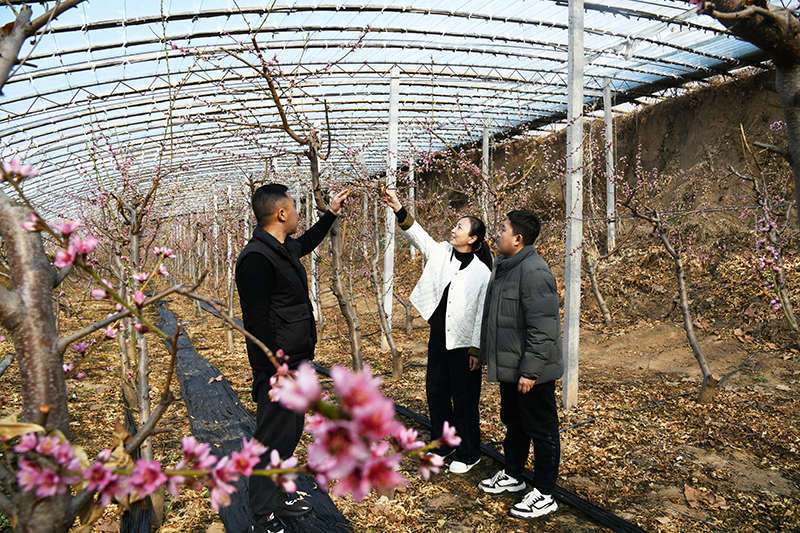 闻喜：春季果树管理正当其时