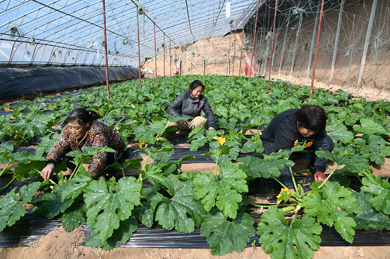 闻喜县维昌新型农业科技开发有限公司助力农民增收