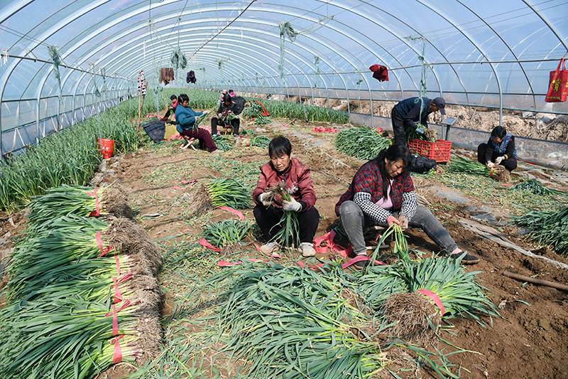 山西省闻喜县:春管春收两头忙