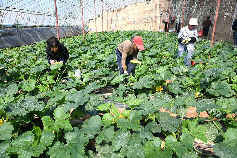 山西省闻喜县:春管春收两头忙