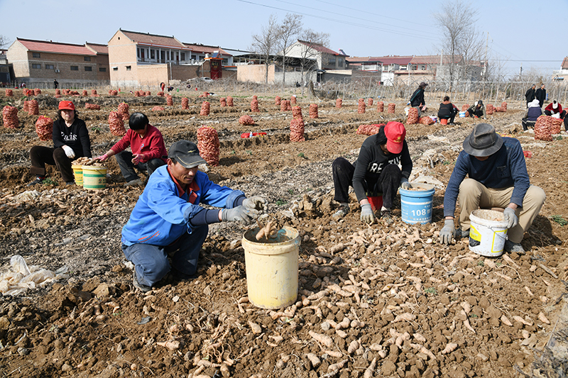 山西省闻喜县:春管春收两头忙
