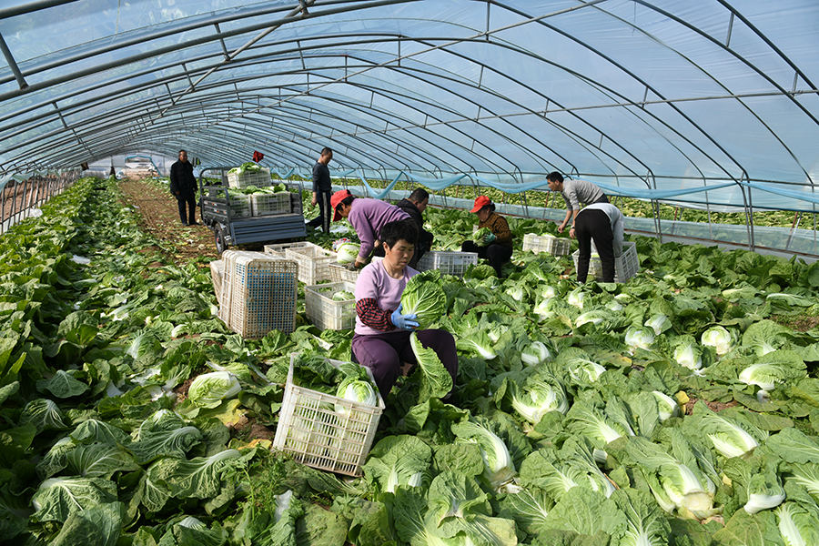 山西闻喜:头茬大棚春白菜“抢鲜”上市