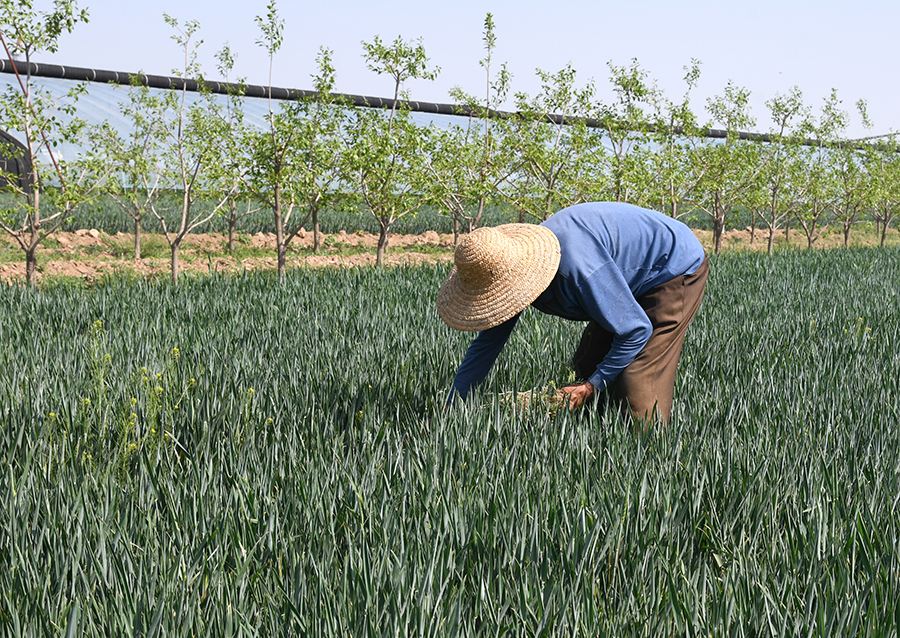 山西闻喜郭家庄镇:谷雨时节农事忙