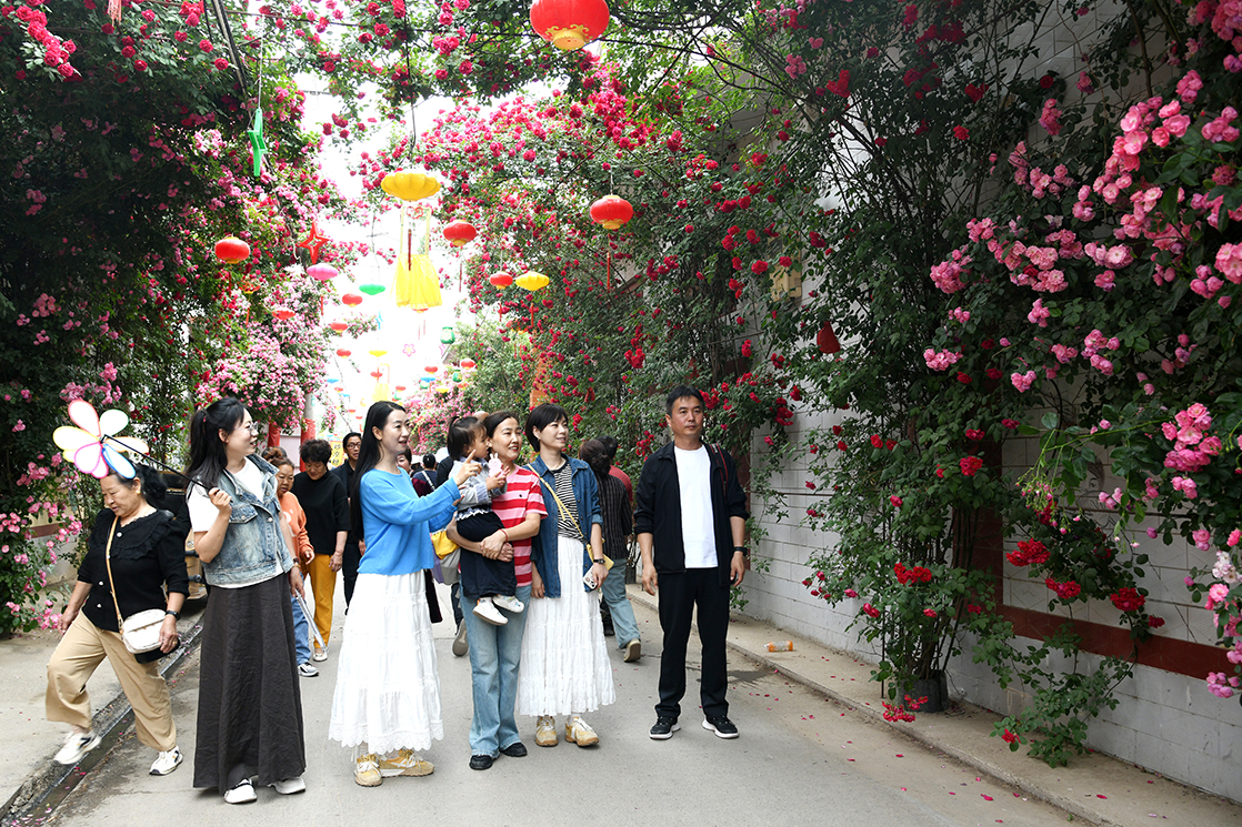 山西闻喜沟渠头村:三千月季绘就乡村振兴 “花漾图景”