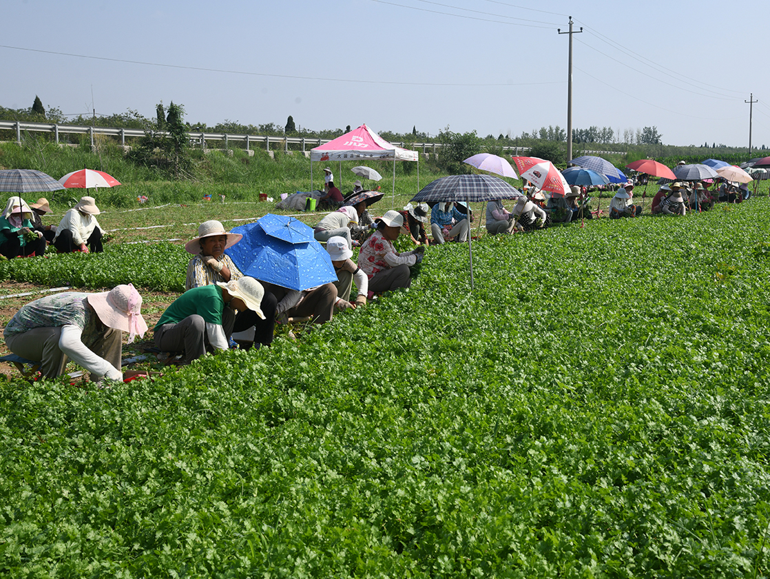 山西闻喜:“小香菜” 蹚出产业增收路