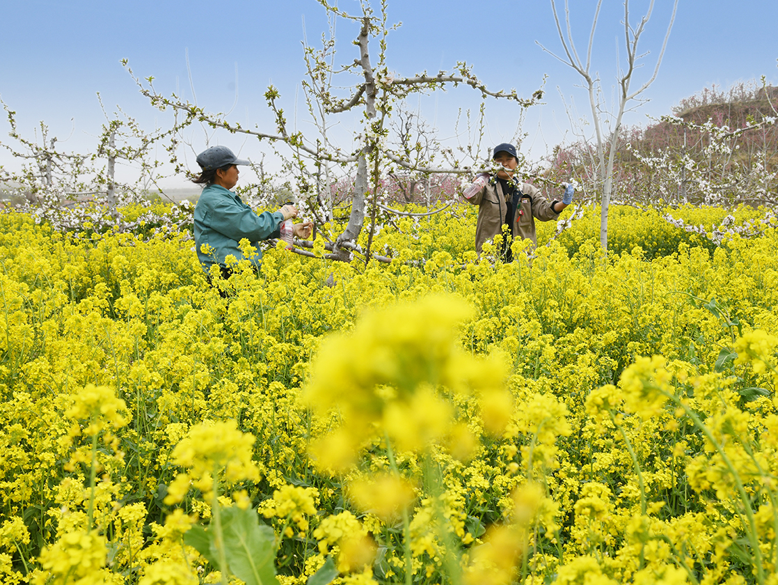 闻喜坡申村:荒岭结出 “致富果” 特色产业铺就乡村振兴路