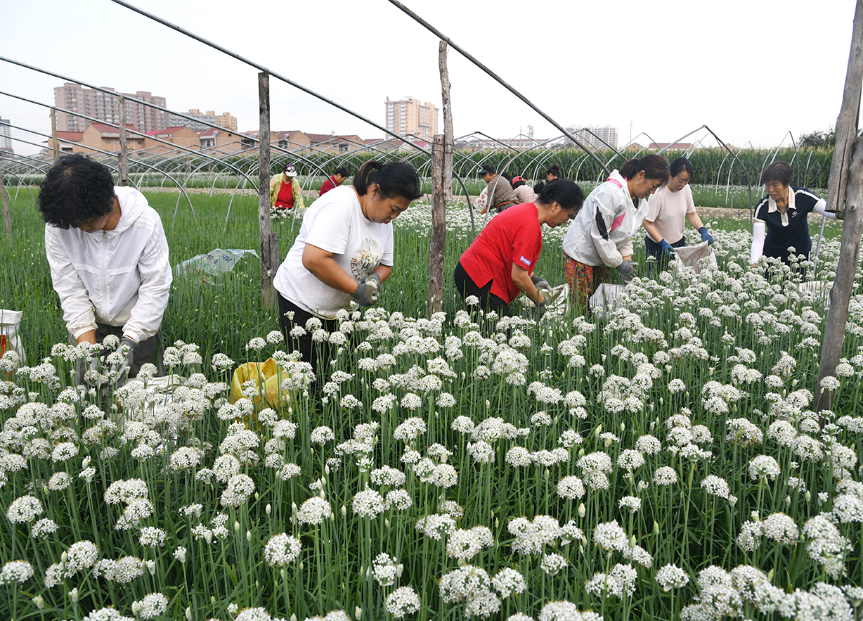 闻喜东河口村:韭花产业铺就乡村振兴路 田园采摘绘就富民新图景