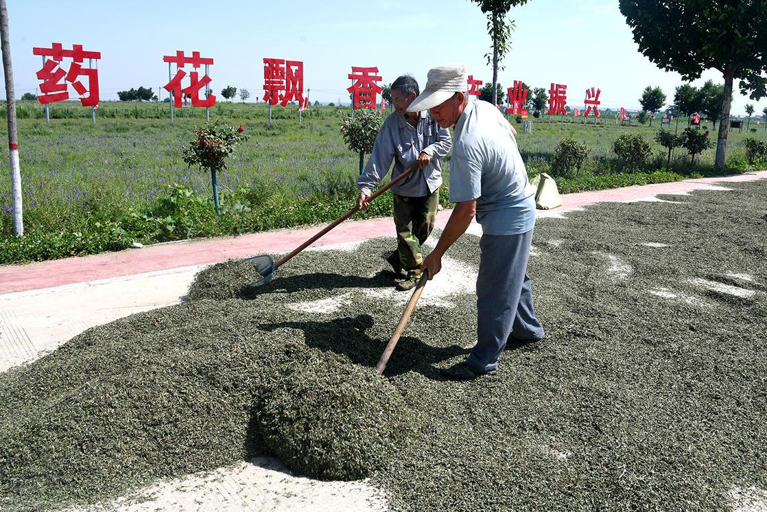 闻喜:破局现代农业 走出 “链上掘金” 振兴路