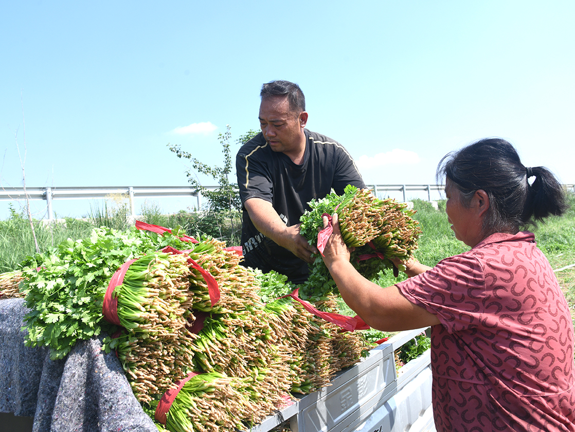 山西闻喜:白露农时忙 特色种植助增收