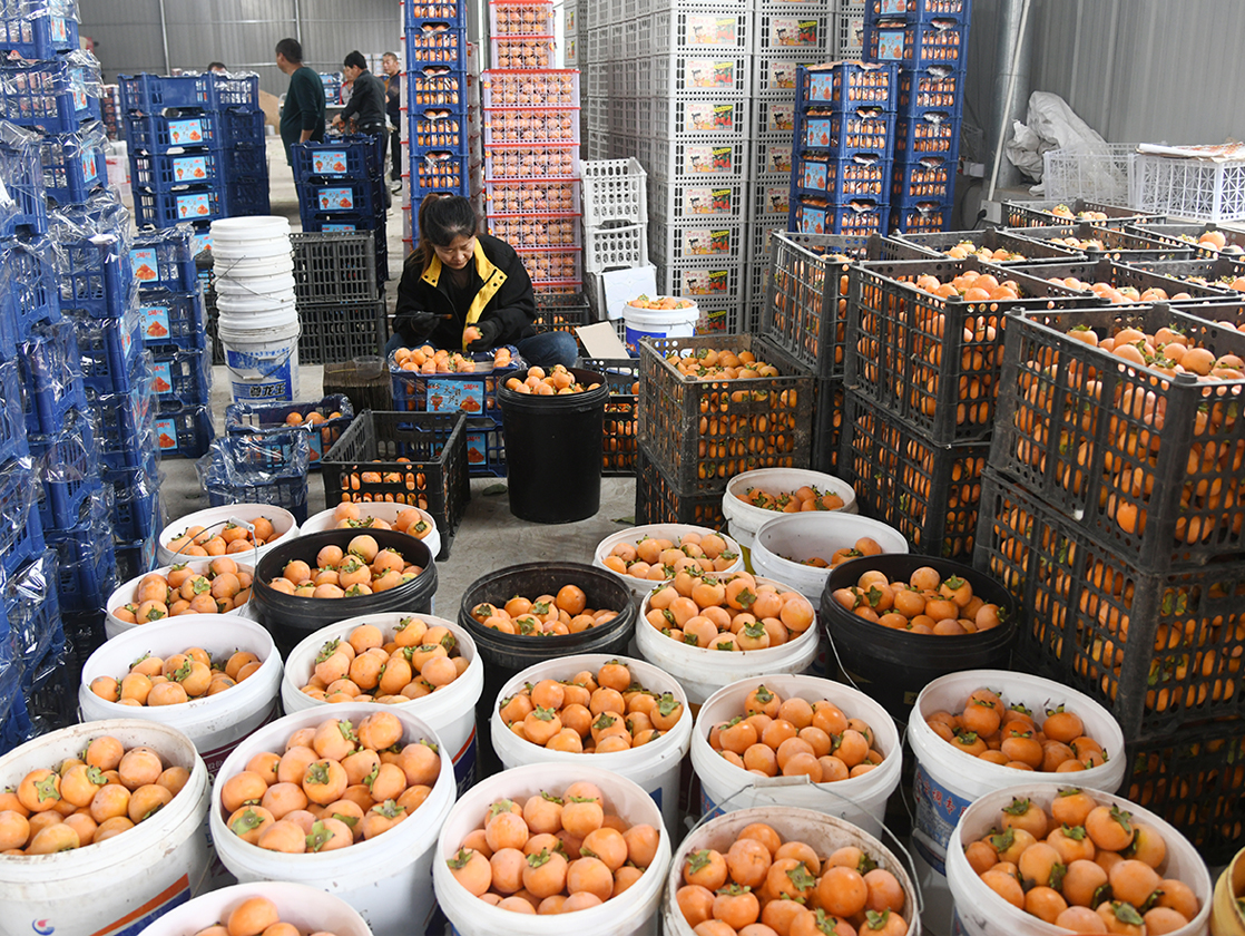 闻喜:3200 亩甜柿丰收 产销两旺助农增收