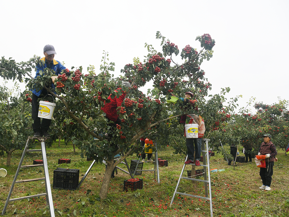 闻喜郭家庄：抢收 “黄金果” 筑牢 3.6 万亩林果丰收防线