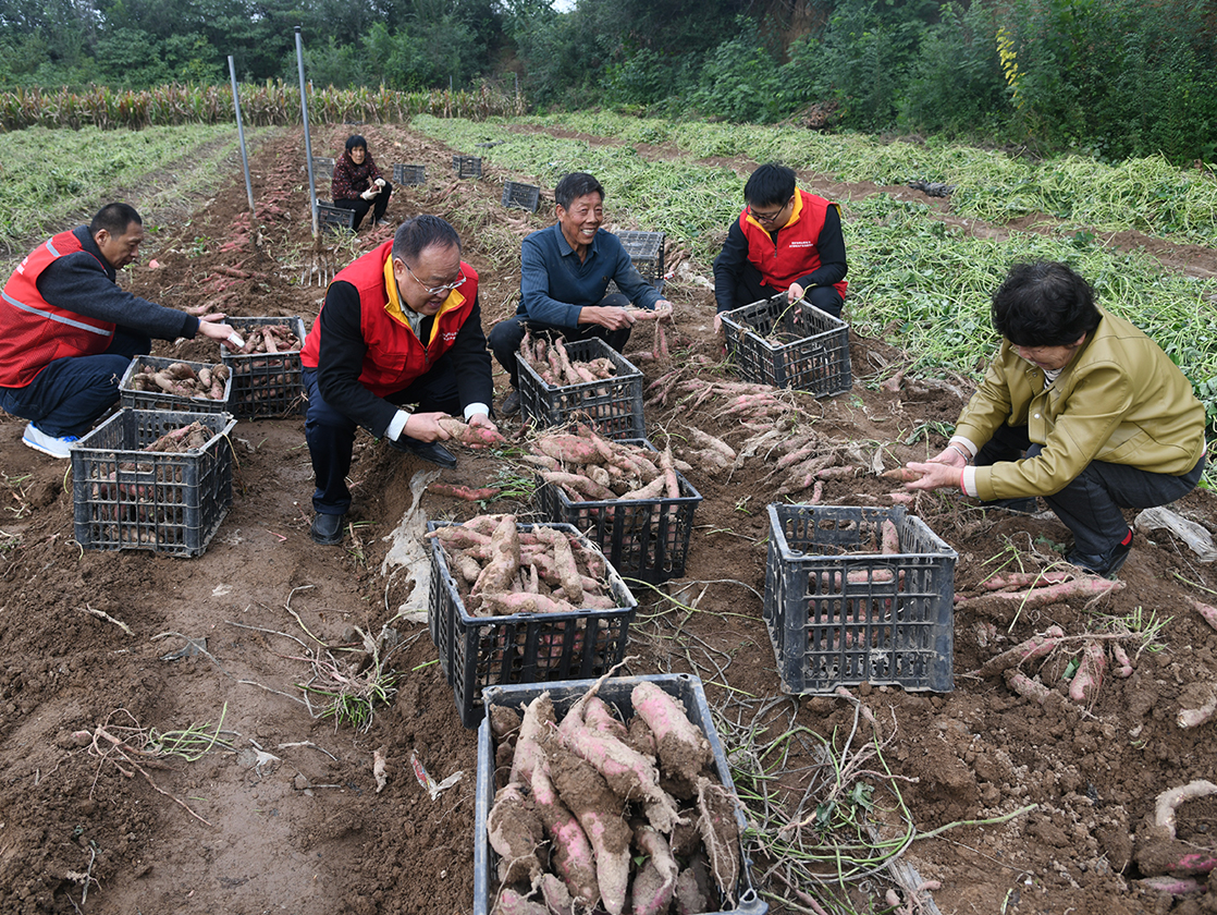 国网运城供电公司驻闻喜县工作队:田间抢收解民忧 暖心助农保丰收