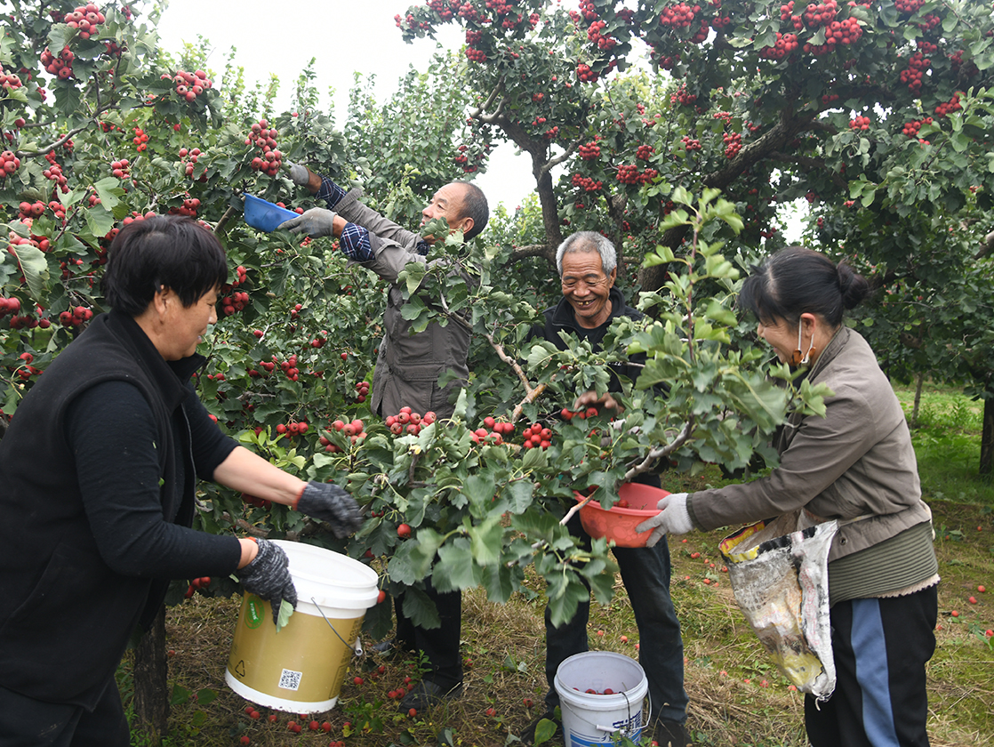 闻喜山楂:产业兴农,“红” 动乡村振兴
