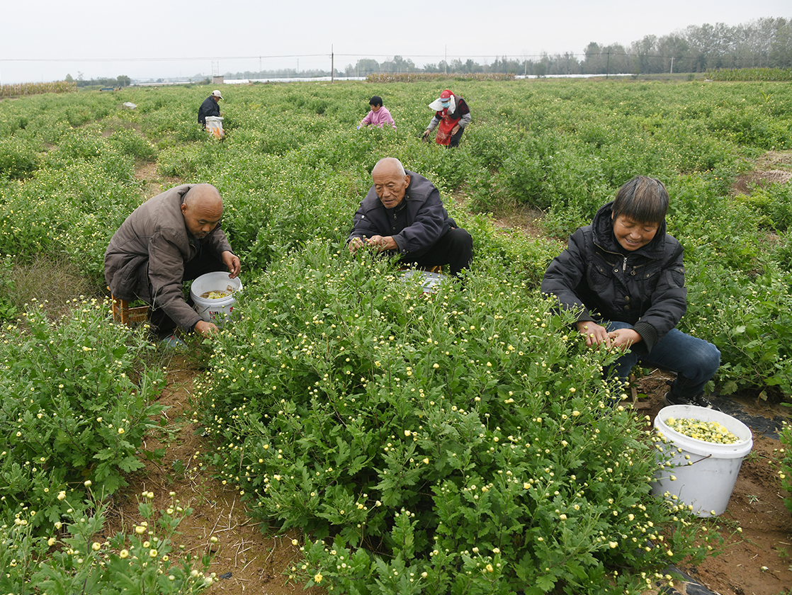 闻喜县裴社镇:120 亩菊园采收忙 特色产业带动 50 余名村民增收