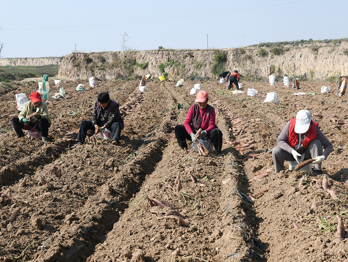 山西闻喜：深秋田畴绘图景 特色产业助振兴