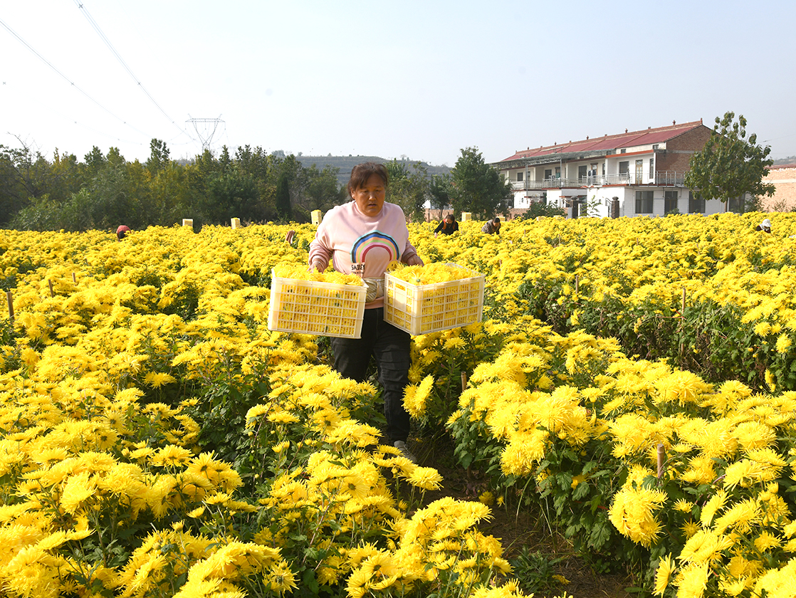 闻喜桐城镇:菊香漫田野 全链产业铺就 “共富路”