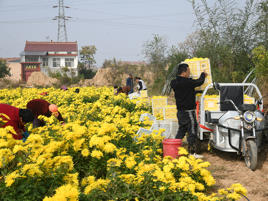 闻喜桐城镇:菊香漫田野 全链产业铺就 “共富路”