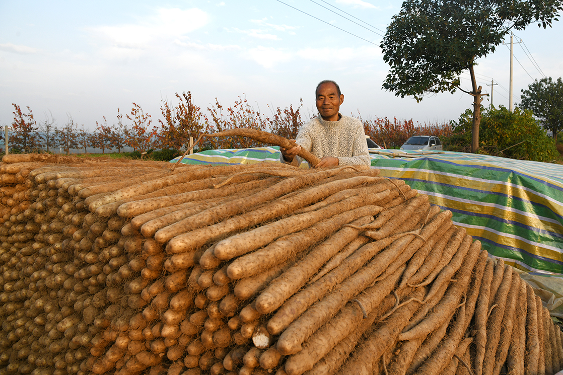 闻喜郭家庄镇:山药产业成乡村振兴新引擎 特色发展带动农民增收