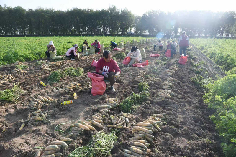 闻喜坡申村：200亩回茬胡萝卜迎丰收 特色产业铺就乡村振兴增收路