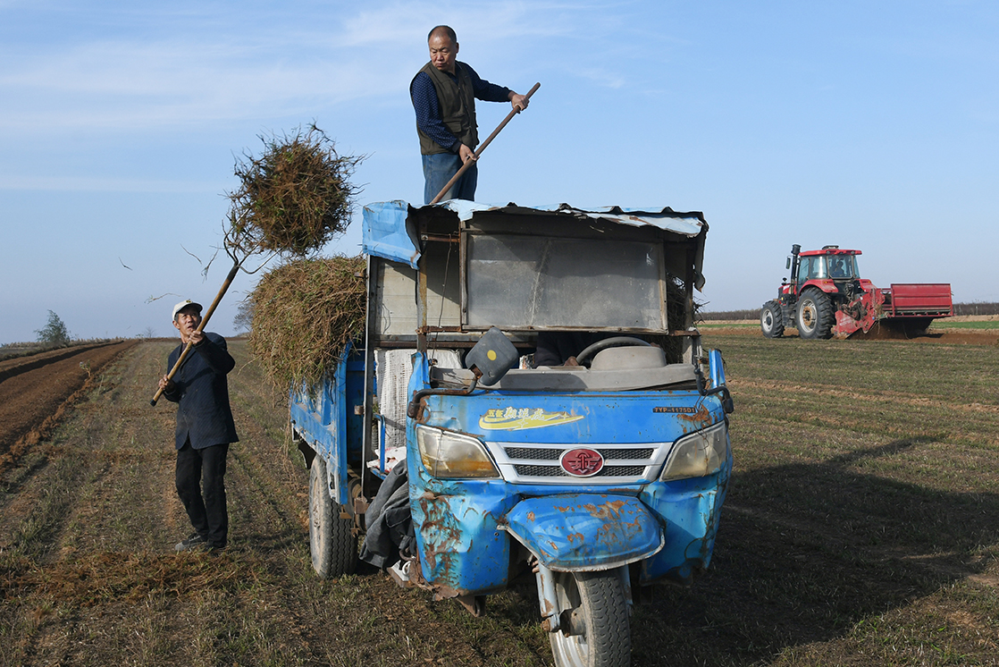 “中华远志第一镇”崛起15亿级产业 闻喜薛店镇药材采收激活乡村振兴支柱产业