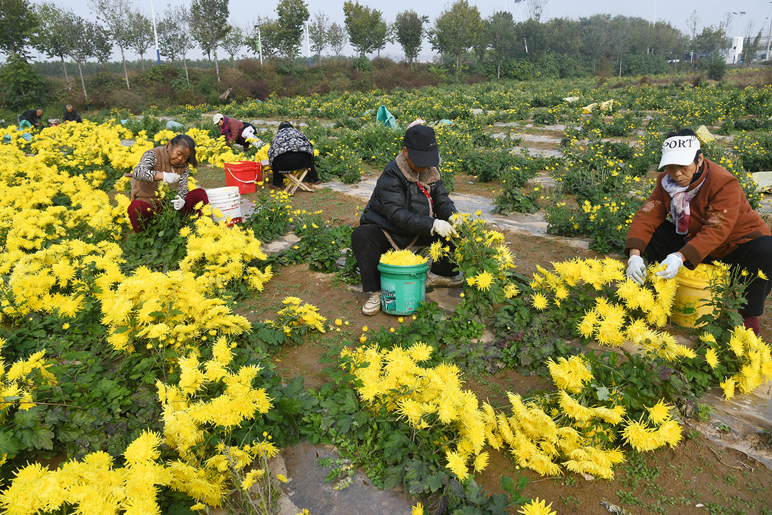 闻喜郭家庄镇：千亩皇菊绽放“致富花” 特色产业促乡村振兴