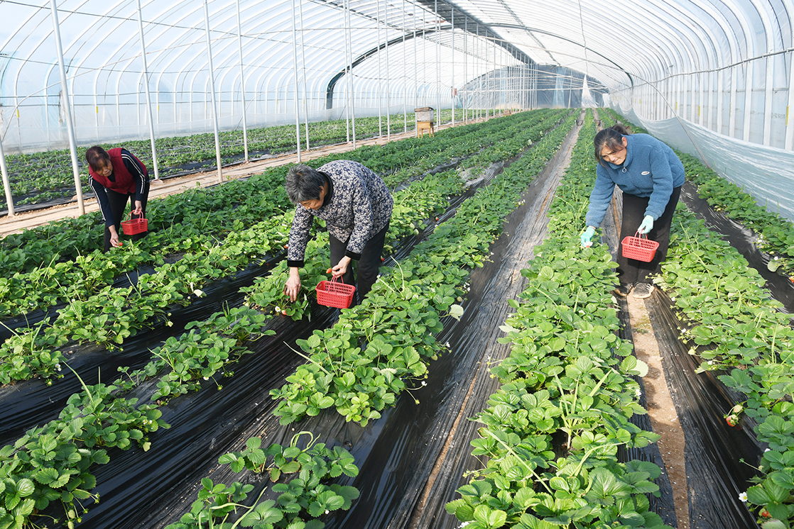 闻喜设施农业赋能农文旅融合 采摘经济促乡村增收