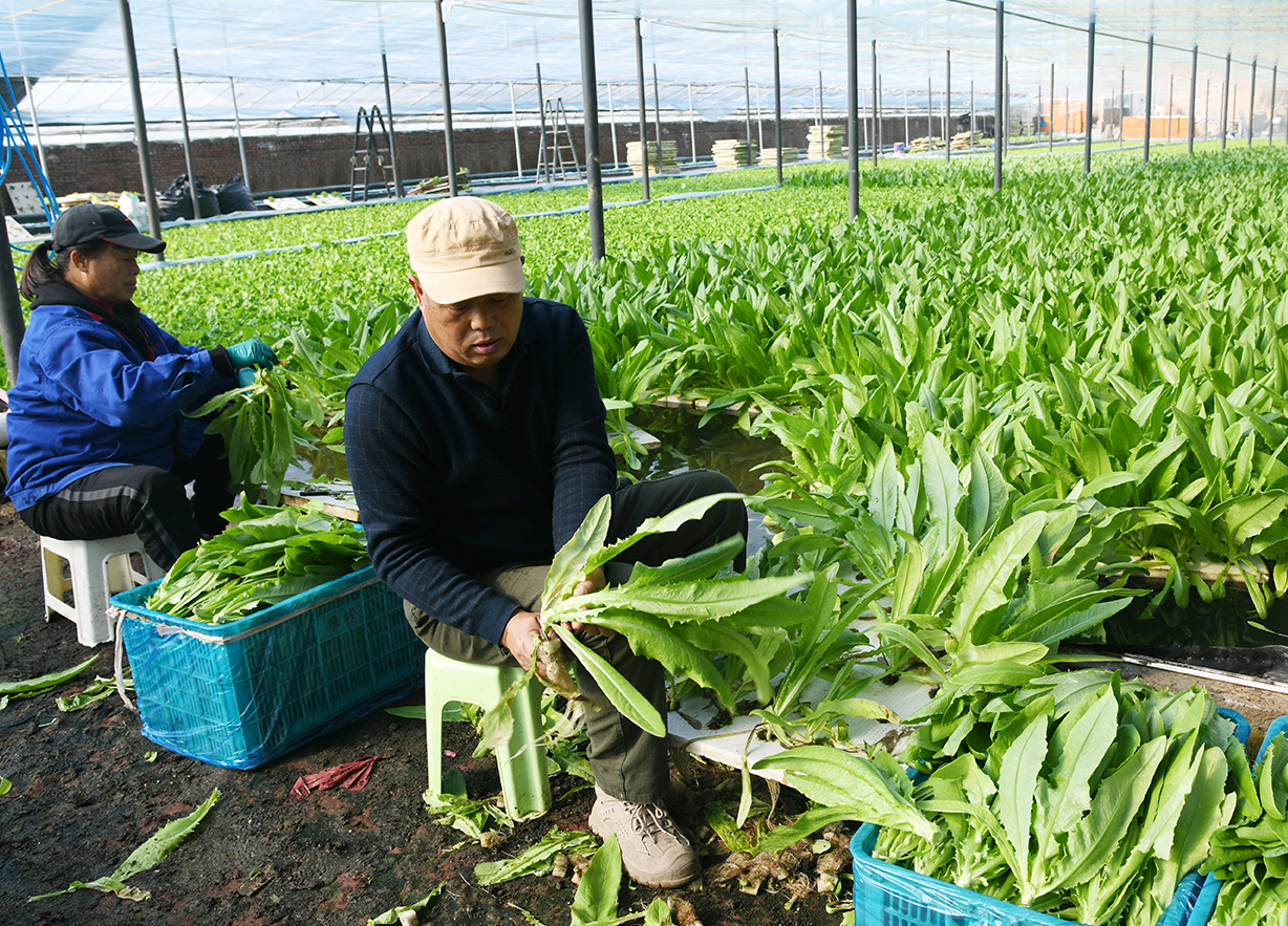 山西闻喜:水培蔬菜错季“抢鲜” 科技农业点亮乡村增收路
