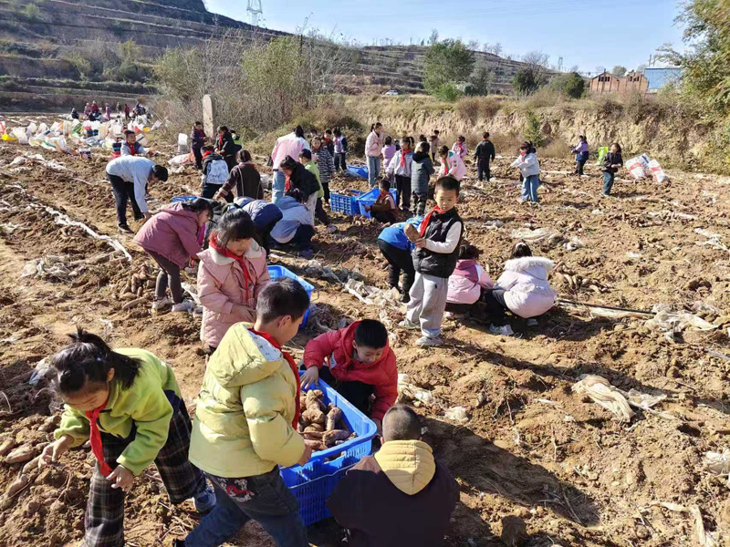 闻喜县碧海学校:拾薯田间悟劳作 知行合一促成长