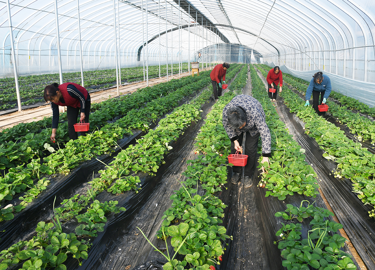 山西闻喜:冬日农忙“不打烊” 产业引擎驱动乡村振兴