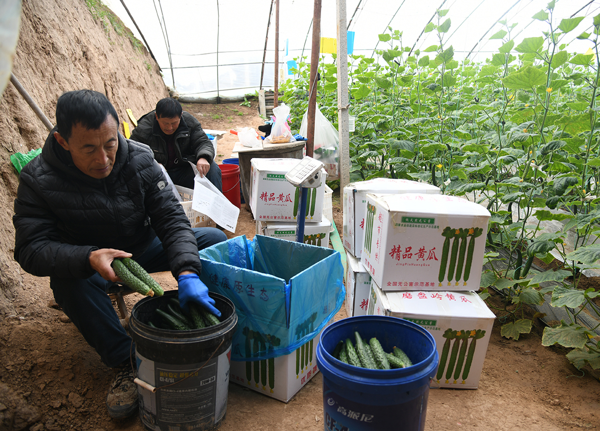 山西闻喜:冬日农忙“不打烊” 产业引擎驱动乡村振兴