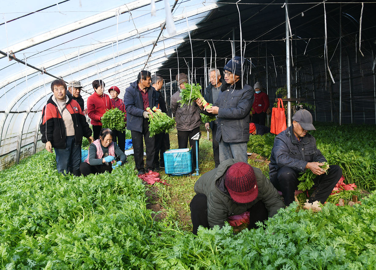闻喜县举办现代农业科技观摩会 赋能蔬菜产业高质量发展