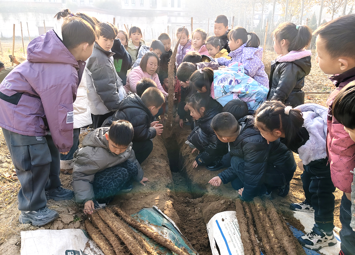 山西闻喜:田间劳动课开讲 师生山药地解锁农耕知识