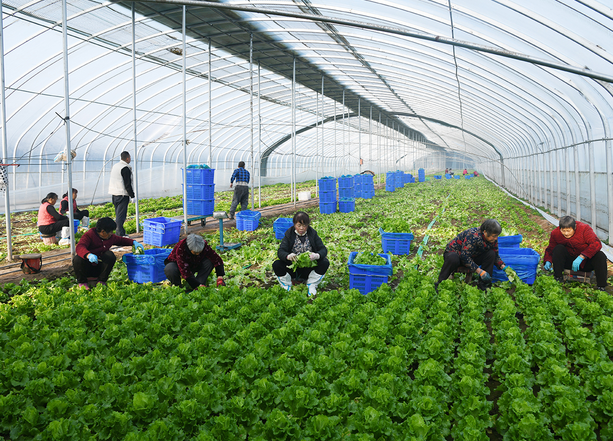 闻喜:设施农业集群化发展 筑牢冬季"菜篮子"保障网