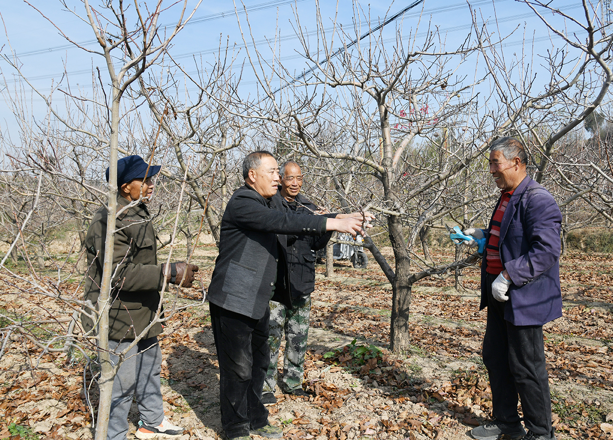 山西闻喜:打破 “冬闲” 旧俗 果园冬管绘就乡村振兴增收图景
