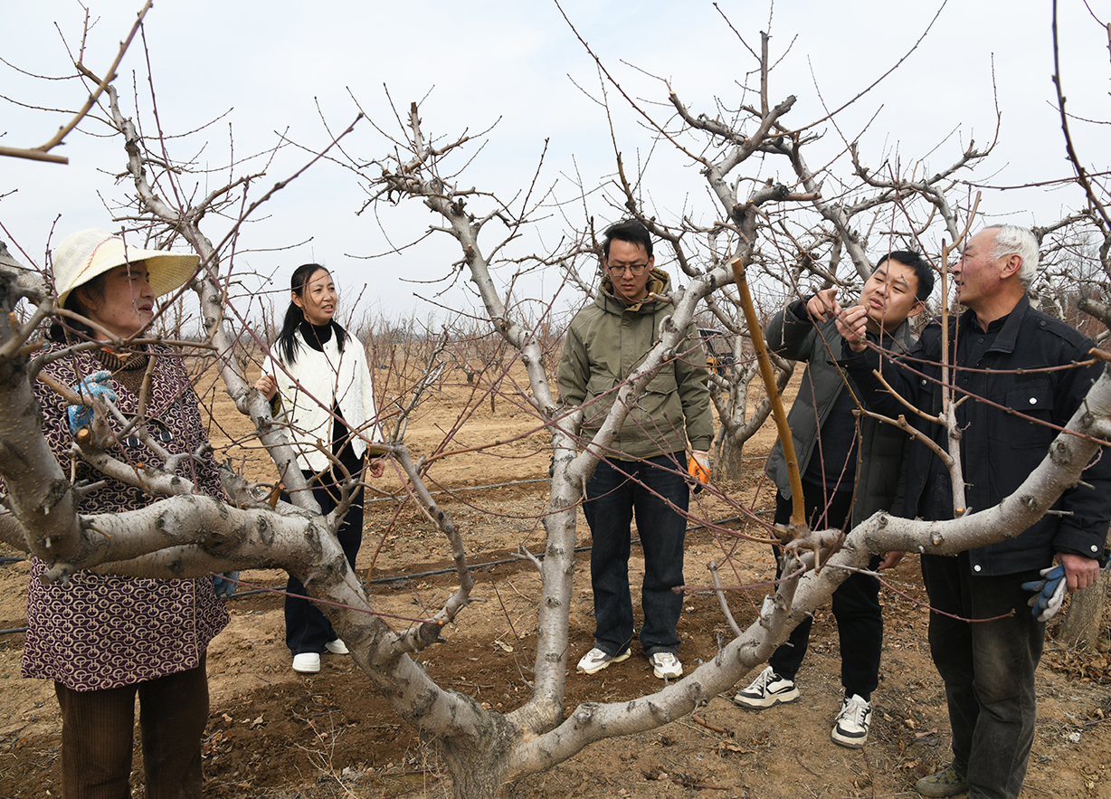 闻喜阳隅镇：万亩果园冬管 “精耕” 筑牢产业振兴 “丰” 基​
