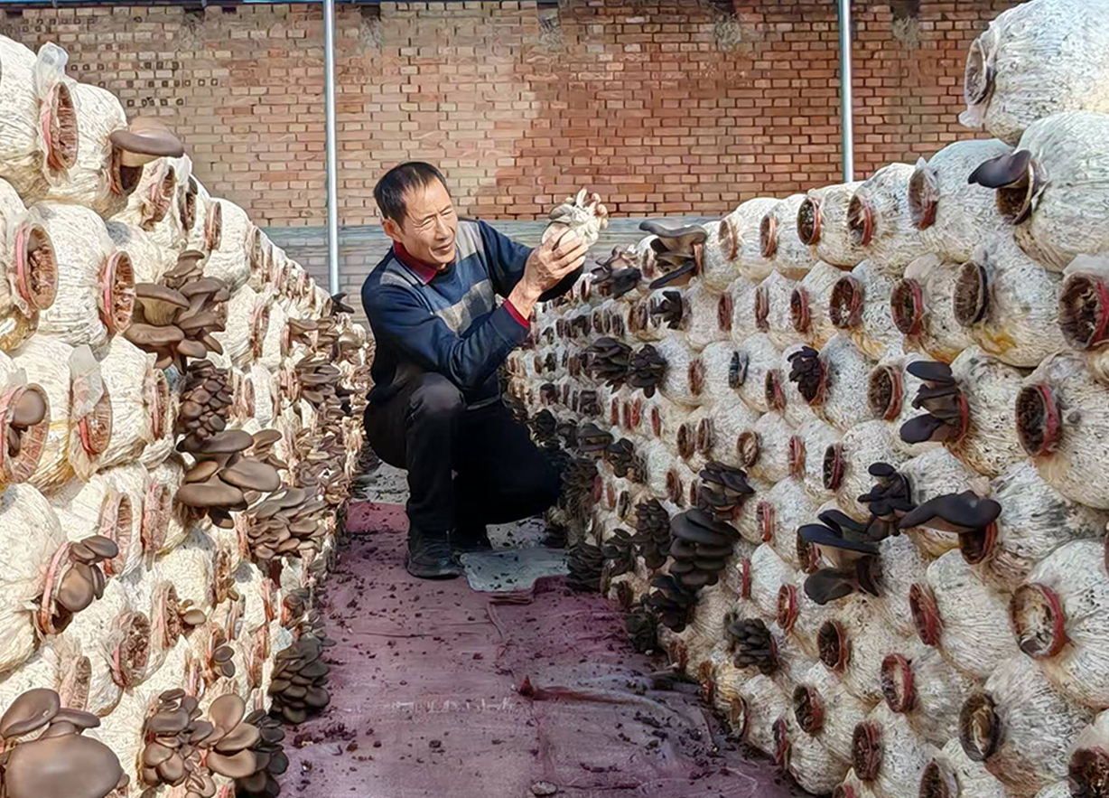 盐碱地变身 “菇房” 晋源区爱农农场以小平菇撬动大产业​