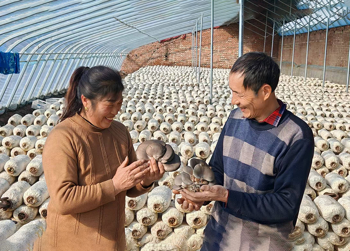 盐碱地变身 “菇房” 晋源区爱农农场以小平菇撬动大产业​