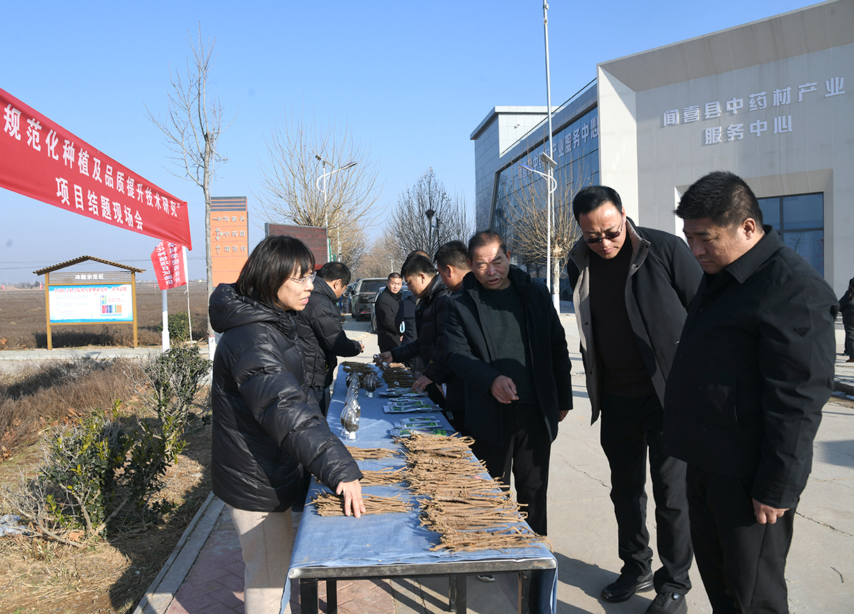科技赋能黄芩种植 山西闻喜中药材奏响品质振兴曲