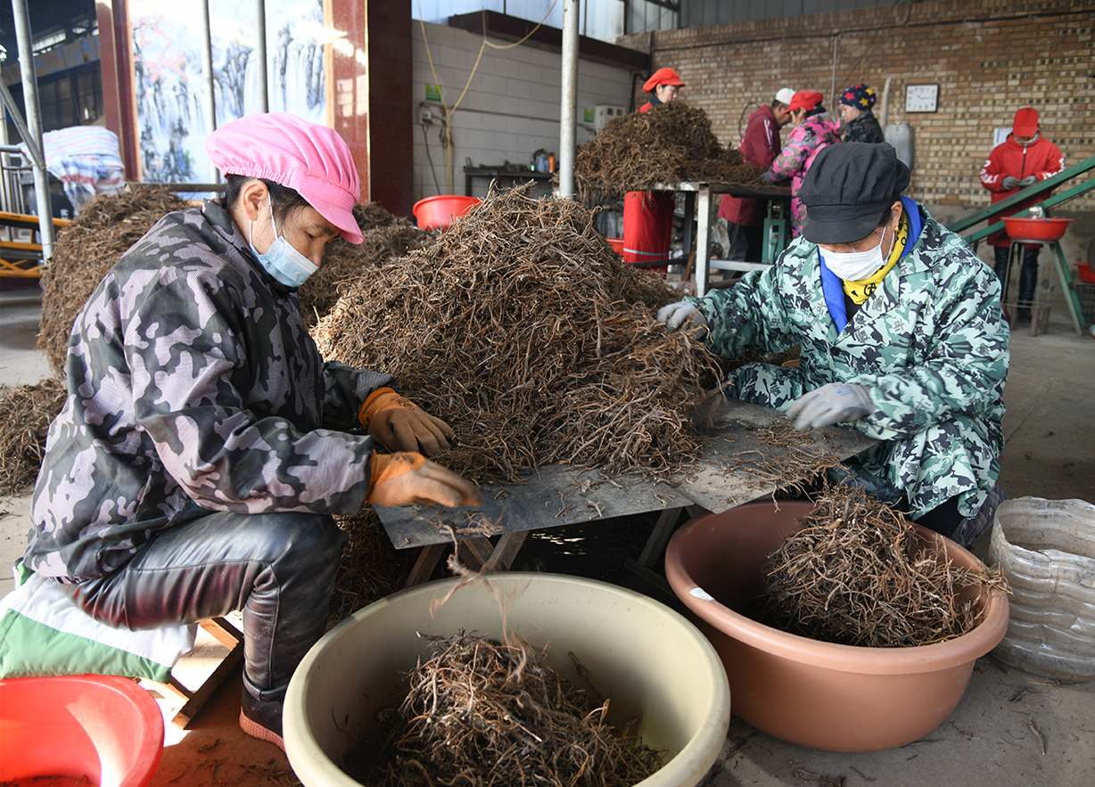 闻喜薛店：中药材铺就振兴路 农旅融合绘新篇