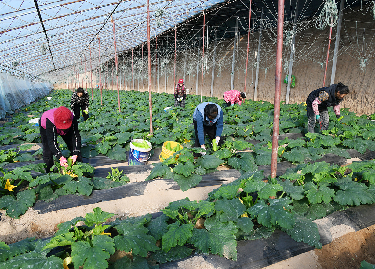 山西闻喜维昌农业：设施种植赋能增收 家门口就业暖民心