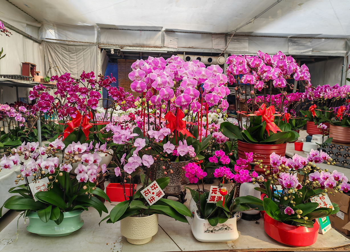 晋源年宵花市启幕 缤纷花卉扮靓新春年味