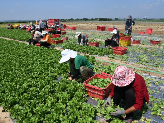 闻喜县后宫乡：麦菜轮作激活土地潜能 亩均增收超8000元