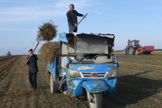 “中华远志第一镇”崛起15亿级产业 闻喜薛店镇药材采收激活乡村振兴支柱产业