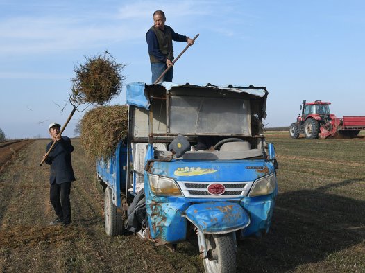 “中华远志第一镇”崛起15亿级产业 闻喜薛店镇药材采收激活乡村振兴支柱产业