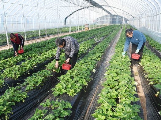 闻喜设施农业赋能农文旅融合 采摘经济促乡村增收